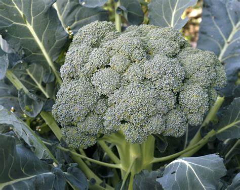 Broccoli Waltham 29 Brassica oleracea 300 Seeds For Planting