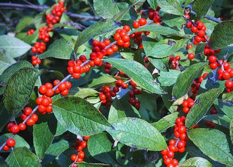 Ilex verticillata 250mg Seeds For Planting