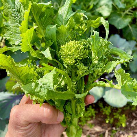 Broccoli Raab Spring 500 mg Rapini Seeds For Planting