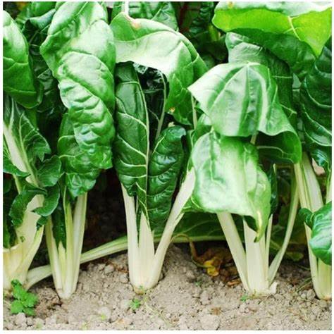 Swiss Chard Fordhook Vegetable Beta vulgaris cicla 1 gram Seeds For Planting