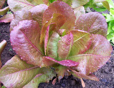 Rouge De Hiver Red Romaine Lettuce Lactuca sativa 700 Seeds For Planting