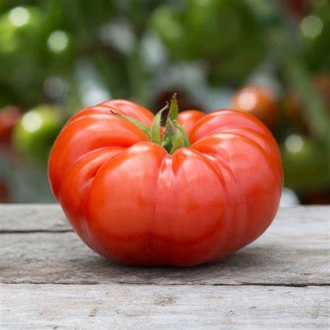 Tomato Beefsteak Vegetable Lycopersicon esculentum 300 mg Seeds For Planting