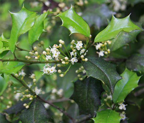 Ilex Opaca 500 mg Seeds For Planting