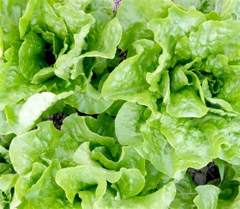 Buttercrunch Butterhead Lettuce 700 Seeds For Planting