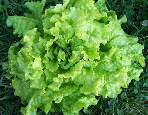 Black Seeded Simpson Leaf Lettuce 700 Seeds For Planting