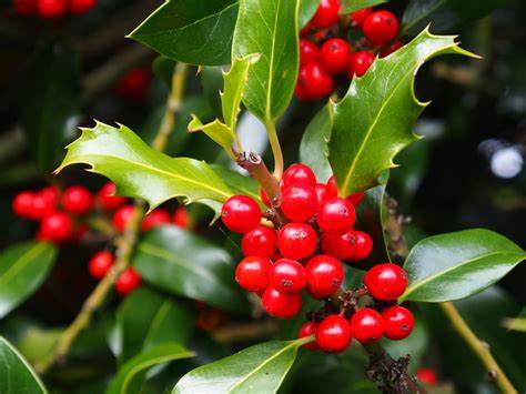 Ilex Aquifolium 10 Seeds For Planting