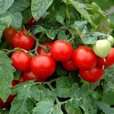 Tomato Red Cherry Vegetable 100 mg Seeds For Planting