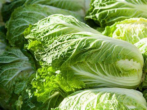 Cabbage Chinese Kogane 500 mg Seeds For Planting