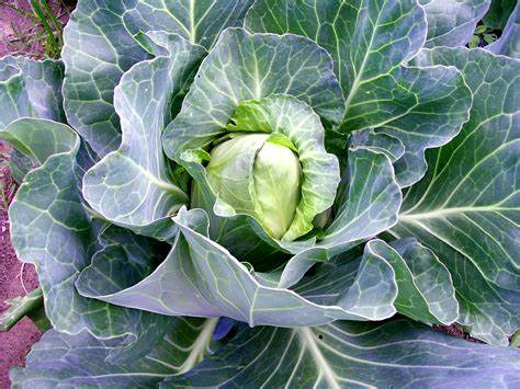 Cabbage Early Jersey Wakefield 250 Seeds For Planting