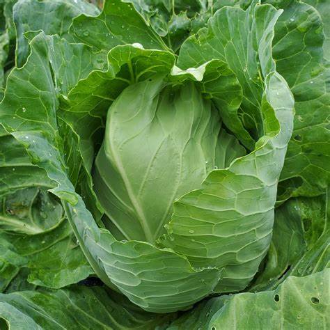 Cabbage Early Wakefield 1 gram Seeds For Planting