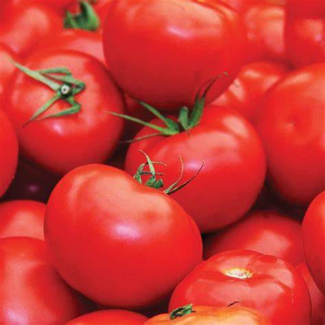 Tomato Floradel Vegetable 100 mg Seeds For Planting