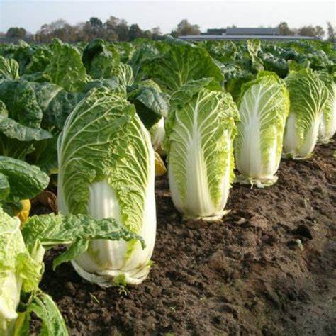 Chinese Cabbage Kogane 150 Seeds For Planting