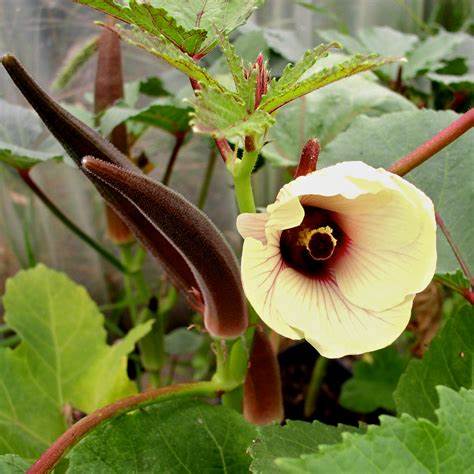 Okra Red Burgundy 15 Seeds For Planting