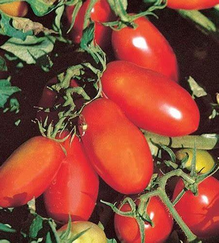 Tomato San Marzano (indeterminate) Vegetable 100 mg Seeds For Planting