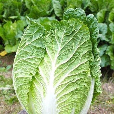 Cabbage Matsushima Brassica Rappa Pekinensia Group 500 mg Seeds For Planting