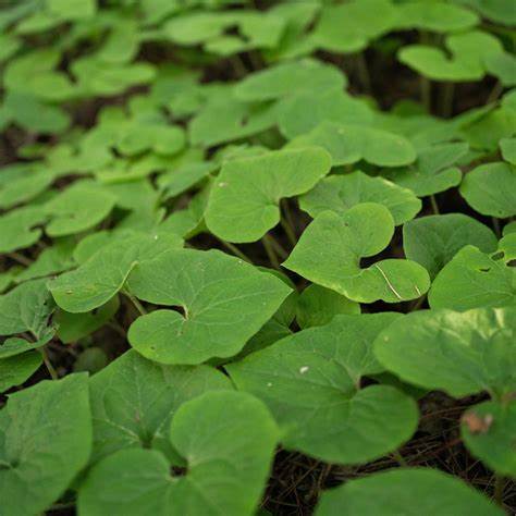 Wild Ginger Asarum Canadense 100 mg Seeds For Planting