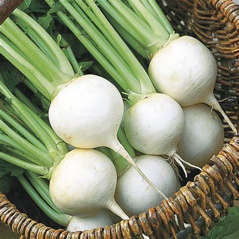 Turnip Seven Top Vegetable Brassica rapa 1 gram Seeds For Planting