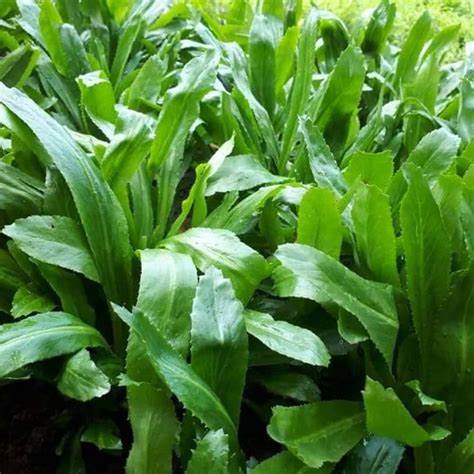 Culantro Vietnamese Ngo Gai Recao 100mg Seeds For Planting