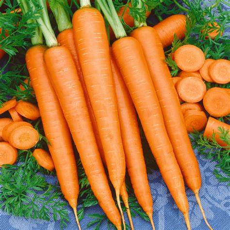 Carrot Tendersweet Daucus carota 300 Seeds For Planting