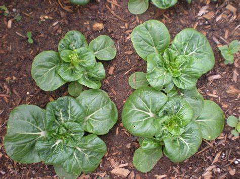 Dwarf Pak Choi - Baby Bok Choy 180 Seeds For Planting