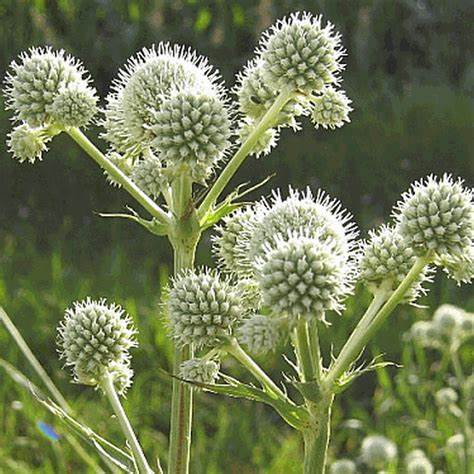 Eryngium Yuccifolium (rattle Snake Master)  1 gram Seeds For Planting