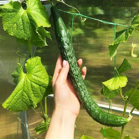 Cucumber Chinese Snake Curved 10 Seeds For Planting