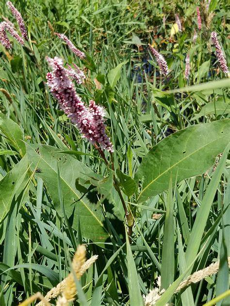 Persicaria Amphibia (marsh Smartweed) 500 mg Seeds For Planting