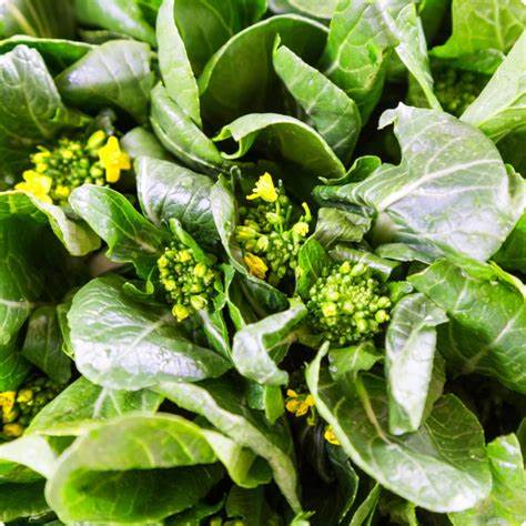 Flowering Brassica Yu Choi Jung Green 500 mg Seeds For Planting