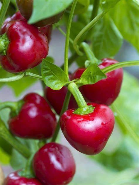 Red Cherry Sweet Pepper Capsicum annuum 250 mg Seeds For Planting