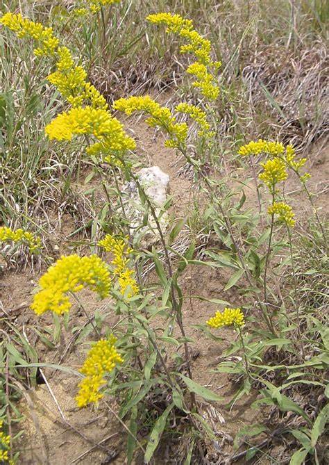 Solidago Nemoralis (old Field Goldenrod) 500 mg Seeds For Planting