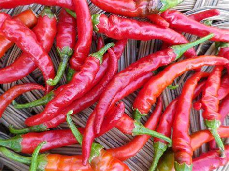 Pepper Hot Cayenne Red Long 30 Seeds For Planting