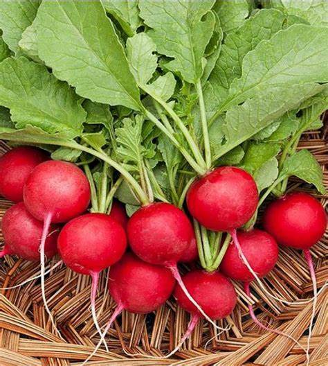 Radish Cherry Belle Vegetable 80 Seeds For Planting