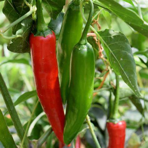 Pepper - Serrano Chili 250mg Seeds For Planting