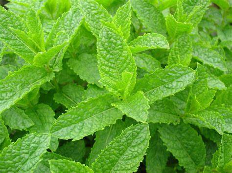 Spearmint Herb Mentha spicata 30 mg Seeds For Planting