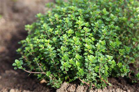 Thyme Thymus vulgaris 350 Seeds For Planting