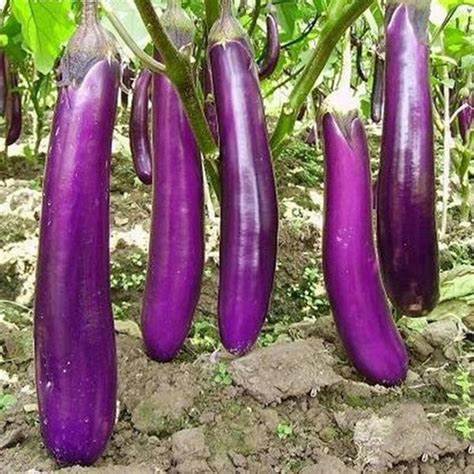 Eggplant Long Purple 50 Seeds For Planting