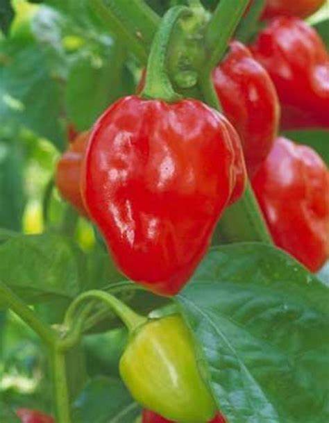 Habanero Caribbean Red Hot Pepper Capsicum chinense 250 mg Seeds For Planting