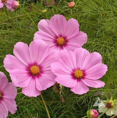 Cosmos Gloria 1 gram Seeds For Planting