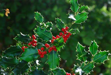 Ilex aquifolium 10 Seeds For Planting