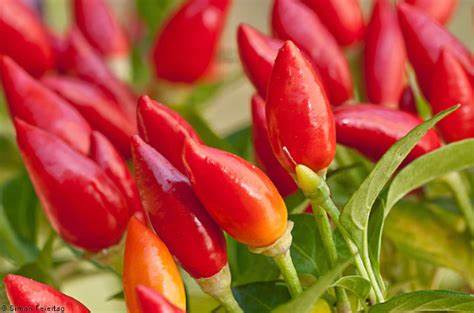 Chile Piquin Hot Pepper 30 Seeds For Planting