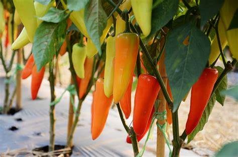 Hungarian Yellow Wax Hot Pepper 30 Seeds For Planting