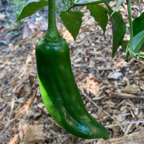 Sandia Hot Pepper 250 mg Seeds For Planting