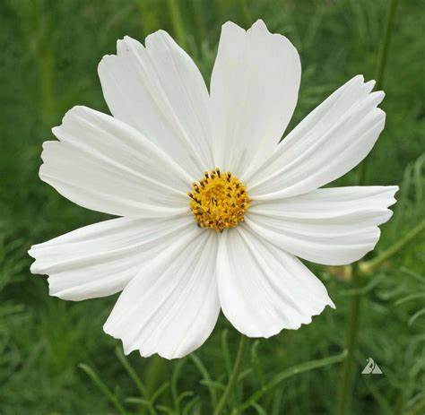 Cosmos Purity 1 gram Seeds For Planting