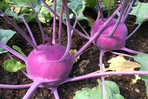 Kohlrabi Purple Vienna 500mg Seeds For Planting