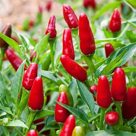 Thai Garden Bird Hot Pepper 30 Seeds For Planting