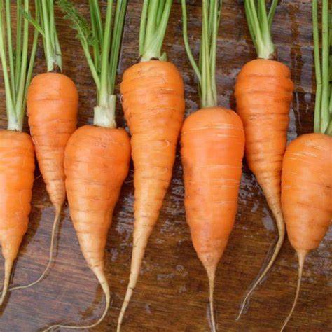 Chant Red carrot/ Carrot Chatenay 1 gram Seeds For Planting