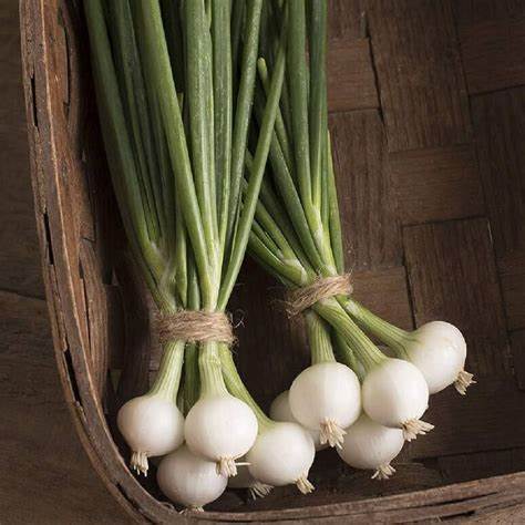 Onion Blanco Duro Vegetable 250 mg Seeds For Planting