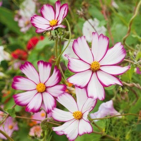 Cosmos Picotee 1 gram Seeds For Planting