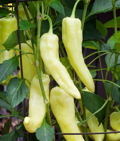 Sweet Pepper Banana 30 Seeds For Planting