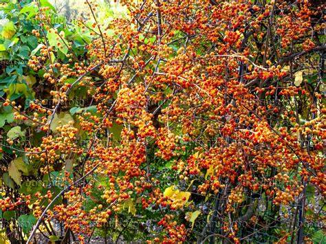 Celastrus Scandens (Bittersweet) (American Bittersweet) 500mg Seeds For Planting